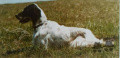 Setter Anglais FRANCINI'S ROCKY